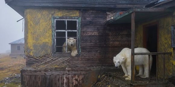 Gli Oscar Della Fotografia Naturalistica In Mostra A Milano News Petme