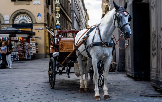 Trani Cavallo Stramazza Al Suolo Mentre Traina Una Carrozza Petme