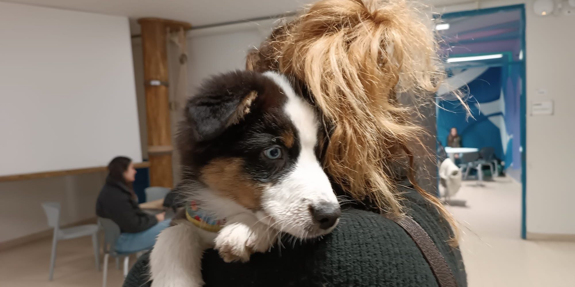 Firenze Professoressa Non Sa A Chi Lasciare La Cagnolina Il Preside