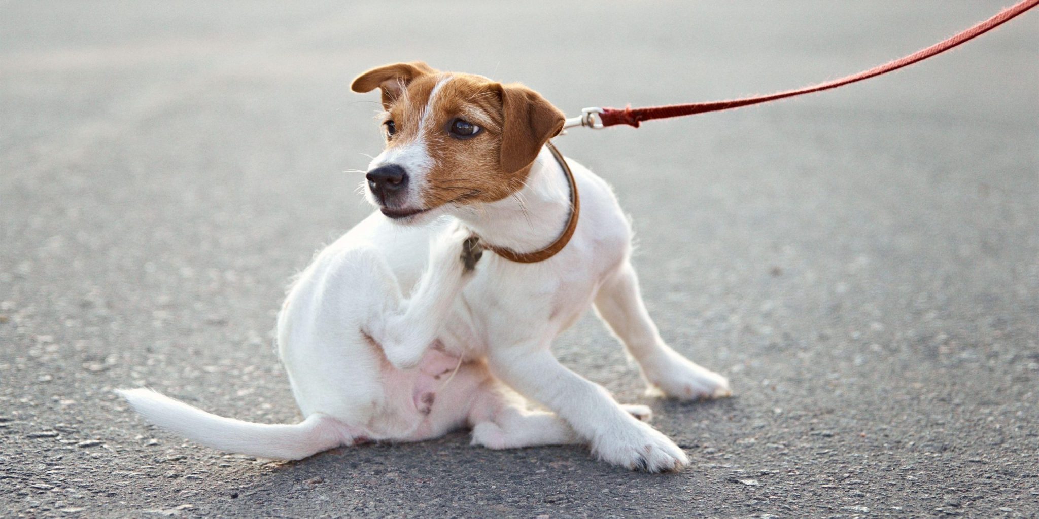 Parassiti Del Cane Come Riconoscerli Ed Eliminarli News Petme