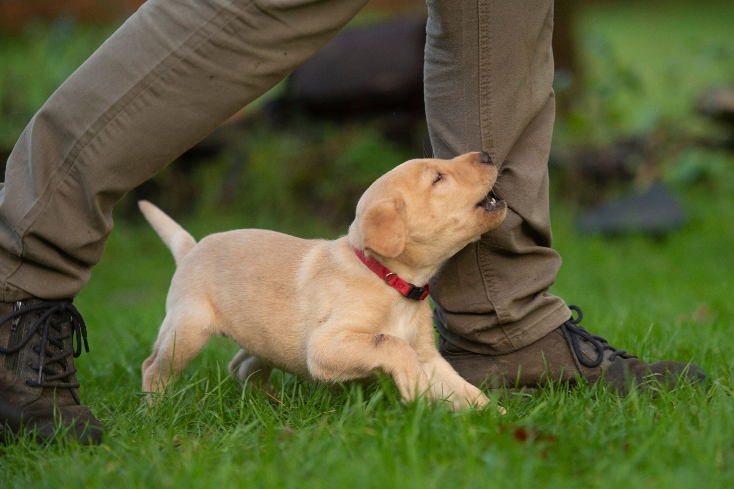 I cani piccoli sono più aggressivi di quelli grandi. Ma potrebbe dipendere  dai loro padroni