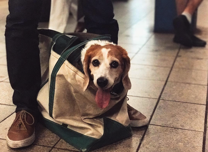 New York: cani in metro solo se possono entrare in una borsa, i padroni  diventano creativi