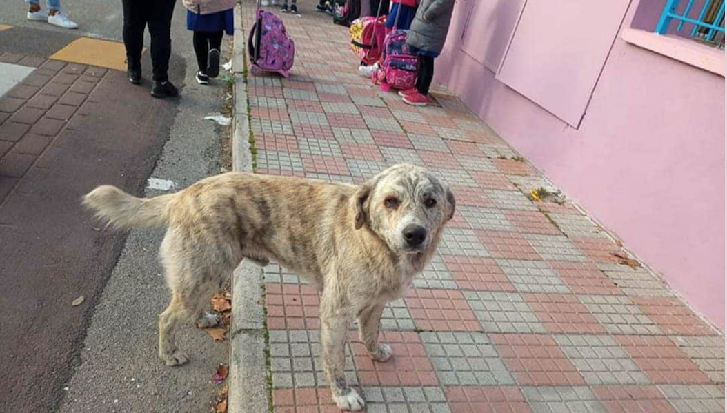 Lieto fine per Poldo, il cane dei bambini fatto accalappiare da alcune  mamme - Petme