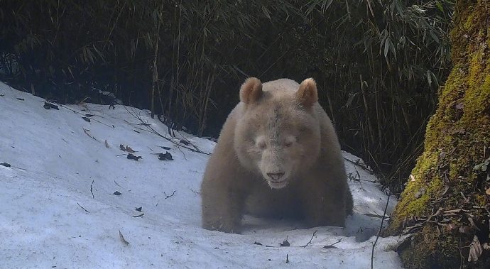 orso grizzly albino