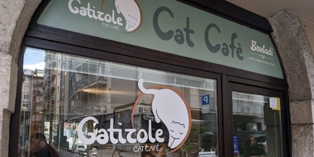 Colazioni feline, Trento inaugura il primo Cat cafè - Petme