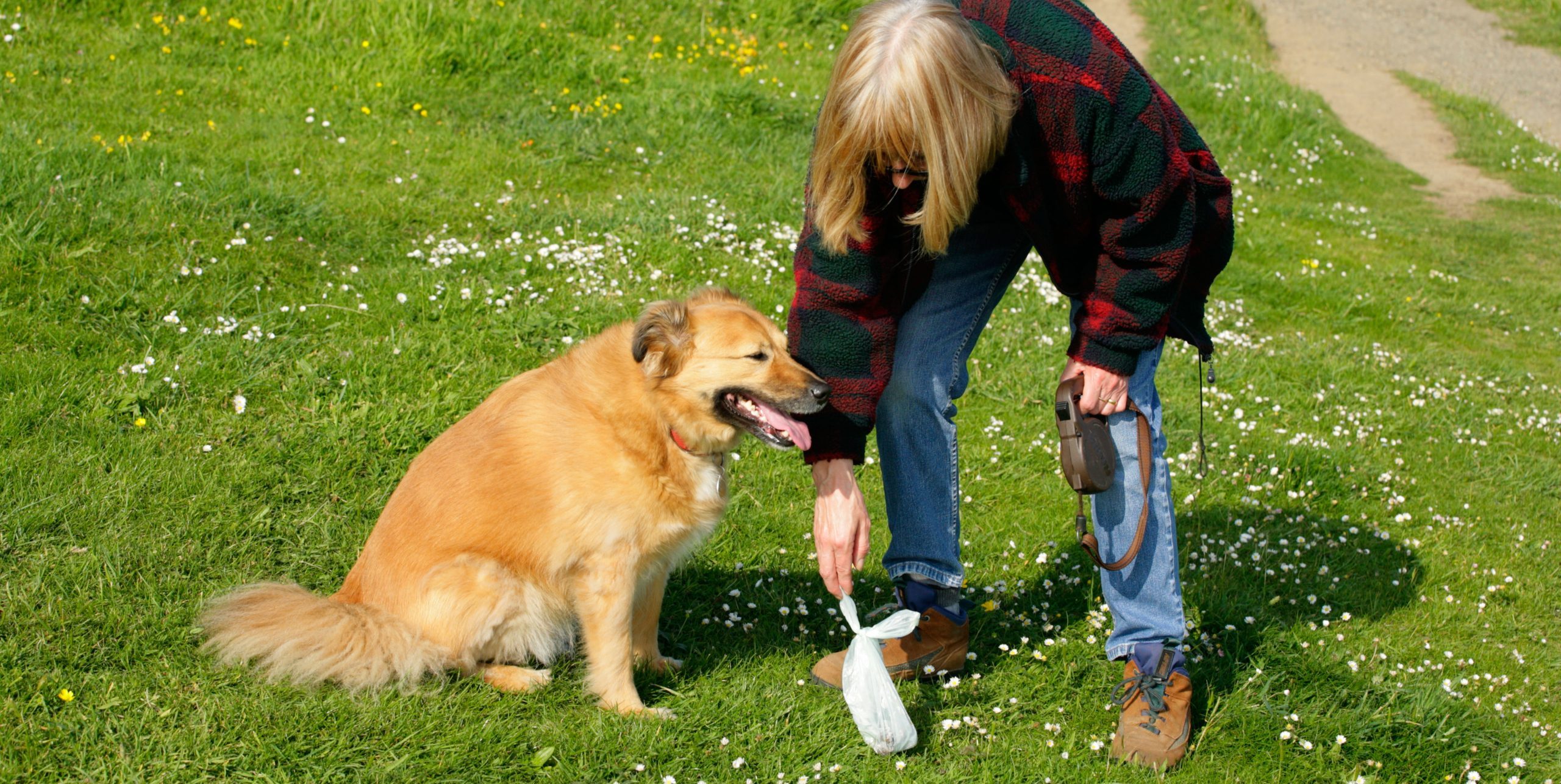 Multa per chi non raccoglie i bisogni del cane: cosa si rischia