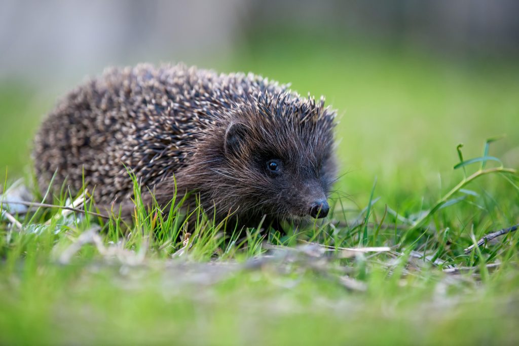 Gli animali da scoprire per avere la fortuna dalla propria parte - Petme