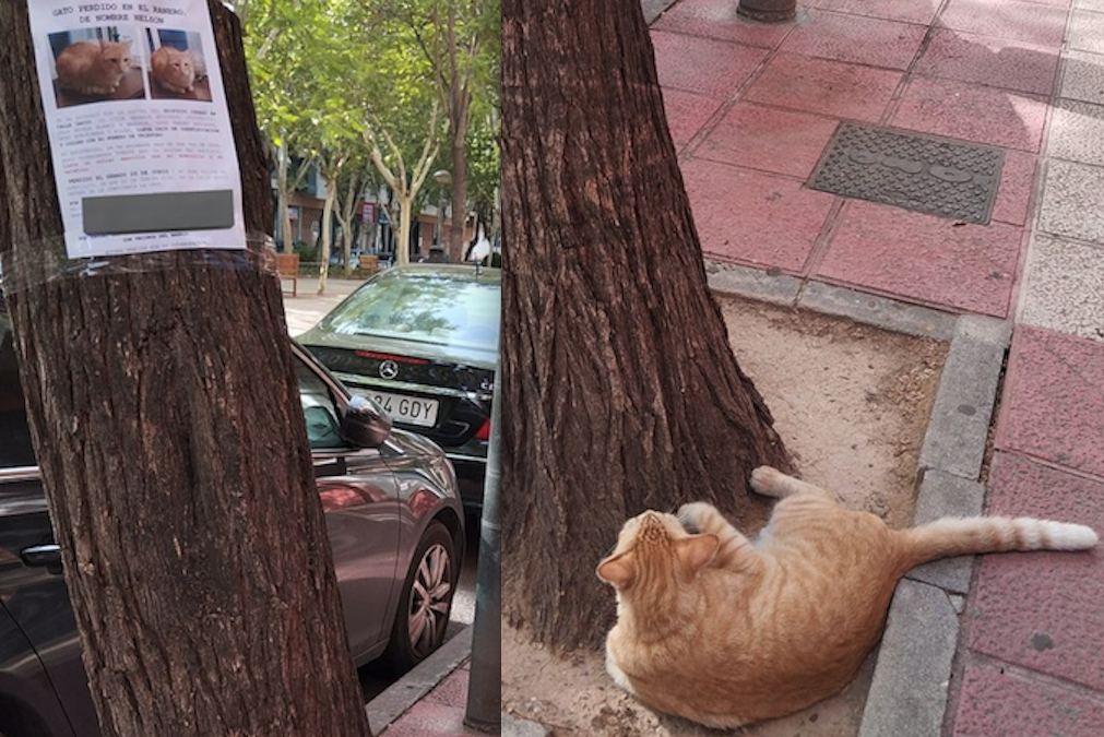 La storia di Topsey, il gatto che ha invaso un campo di calcio durante una  partita: era stato smarrito nove mesi prima - La Stampa