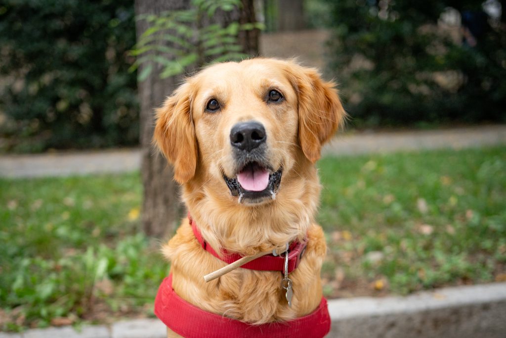 Doggo Daiily, il fotografo di cani spopola su Instagram: In Italia mi sono  innamorato di questi animali, in Iran è proibito averne. Anticipazioni sul  libro • TAG24