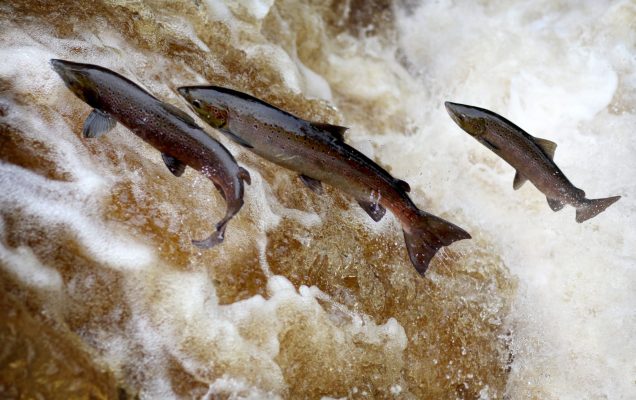 pinna aerodinamica negli animali