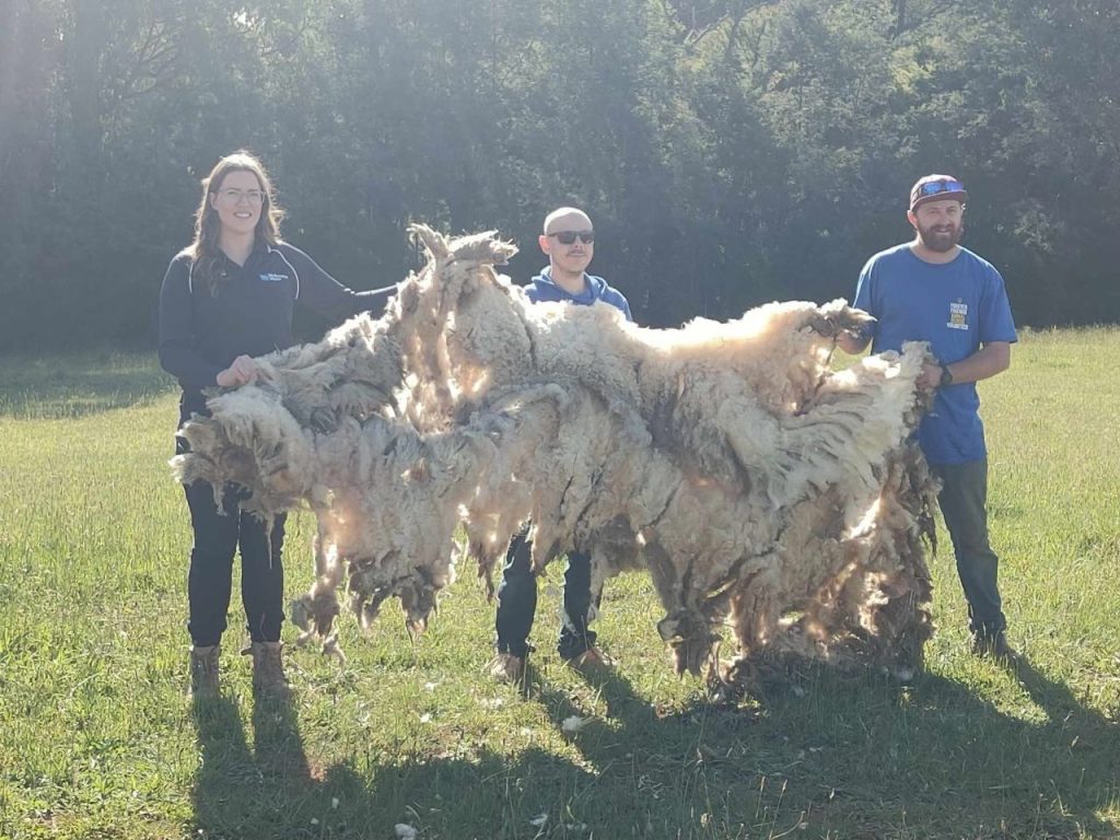 Salvataggio pecore disperse. Sugar e Fiona recuperate e tosate - News Petme