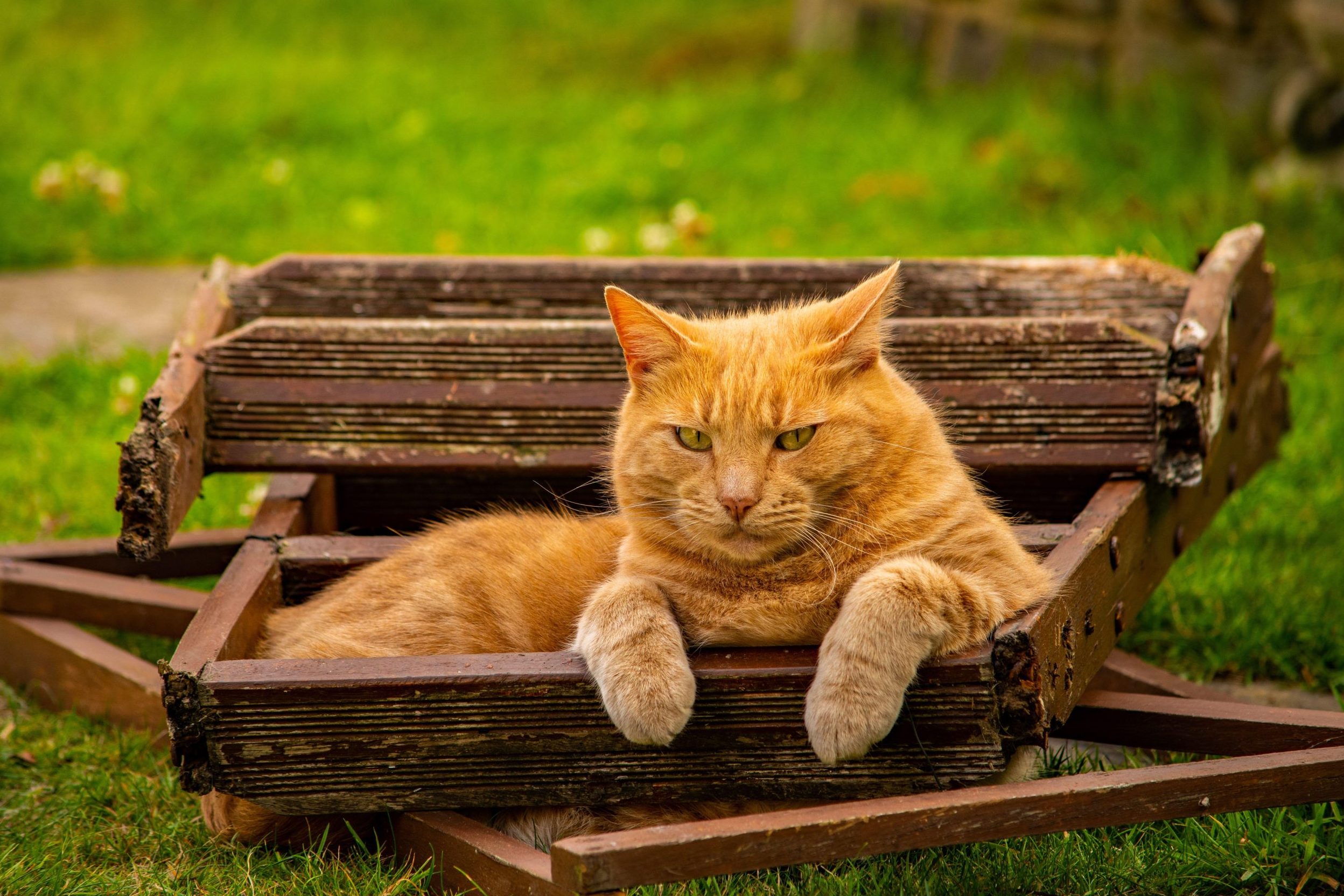 A cosa servono i feromoni nel gatto: la comunicazione chimica - Petme