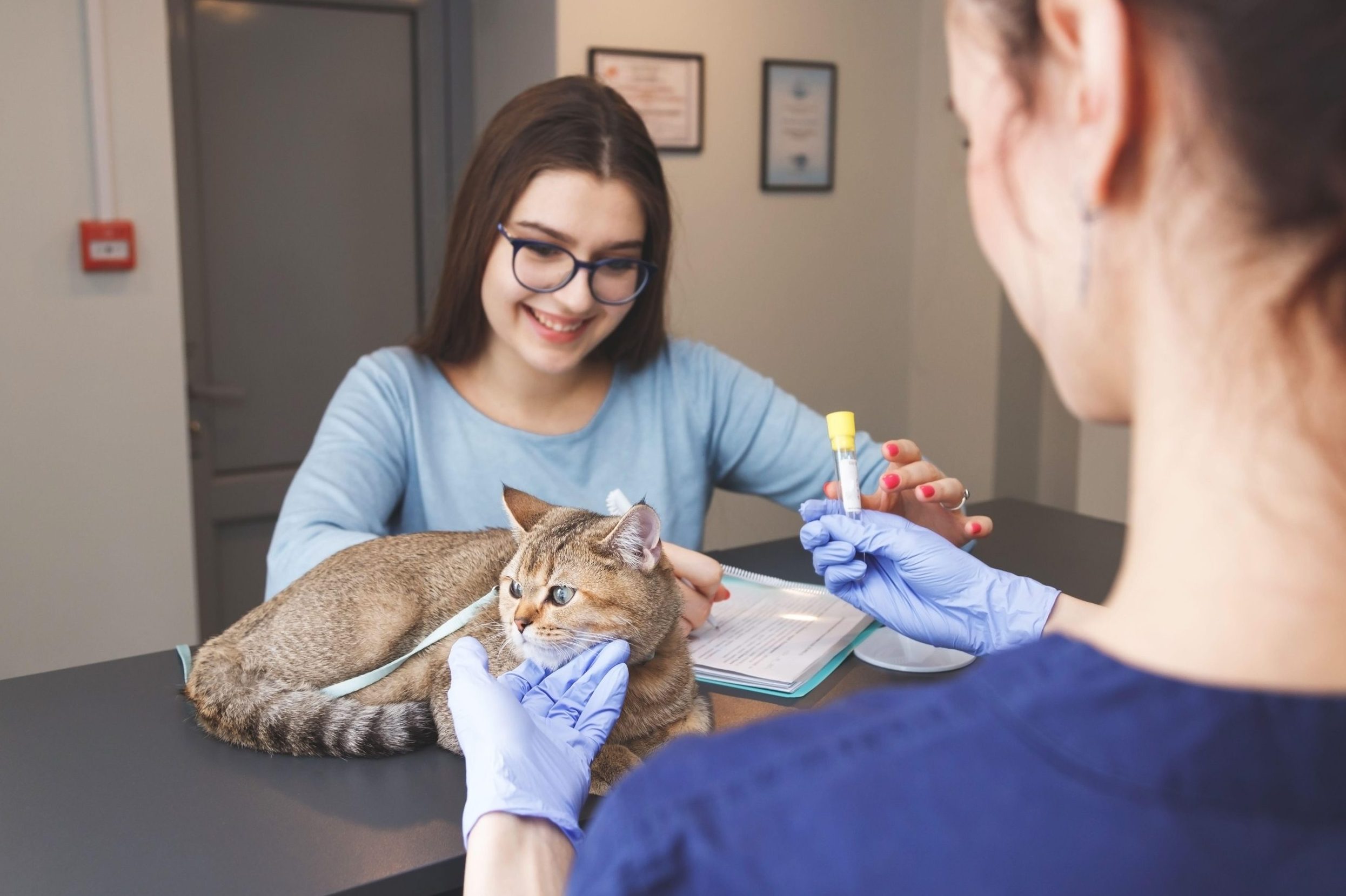 Come raccogliere le urine del gatto - Ambulatorio Veterinario