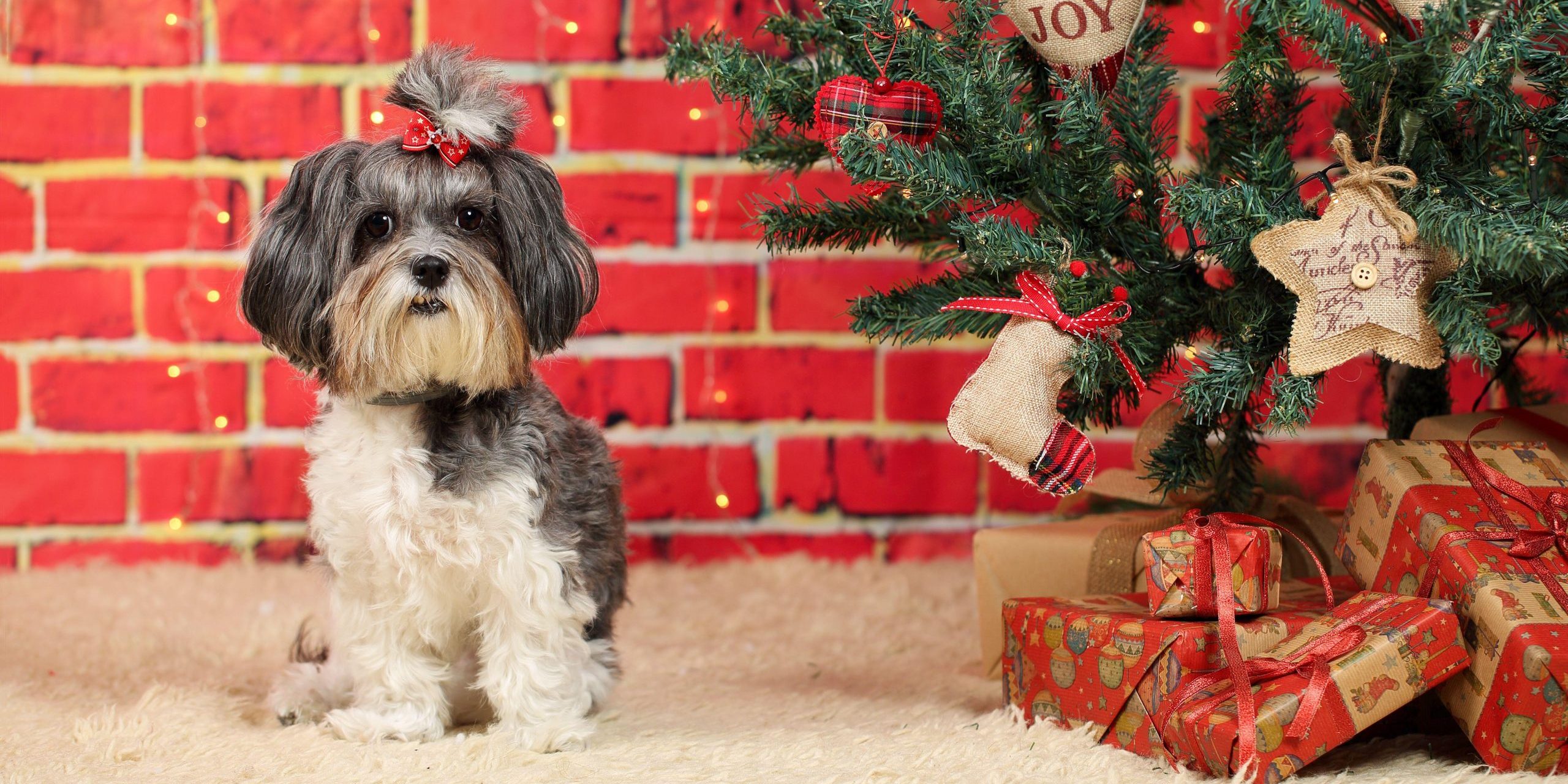 1 pezzo Regalo di Natale del giocattolo dell'animale domestico del