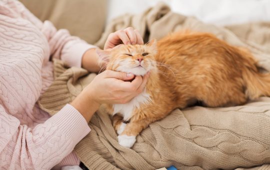 Ecco come preparare la casa per l'arrivo di un gatto - Petme