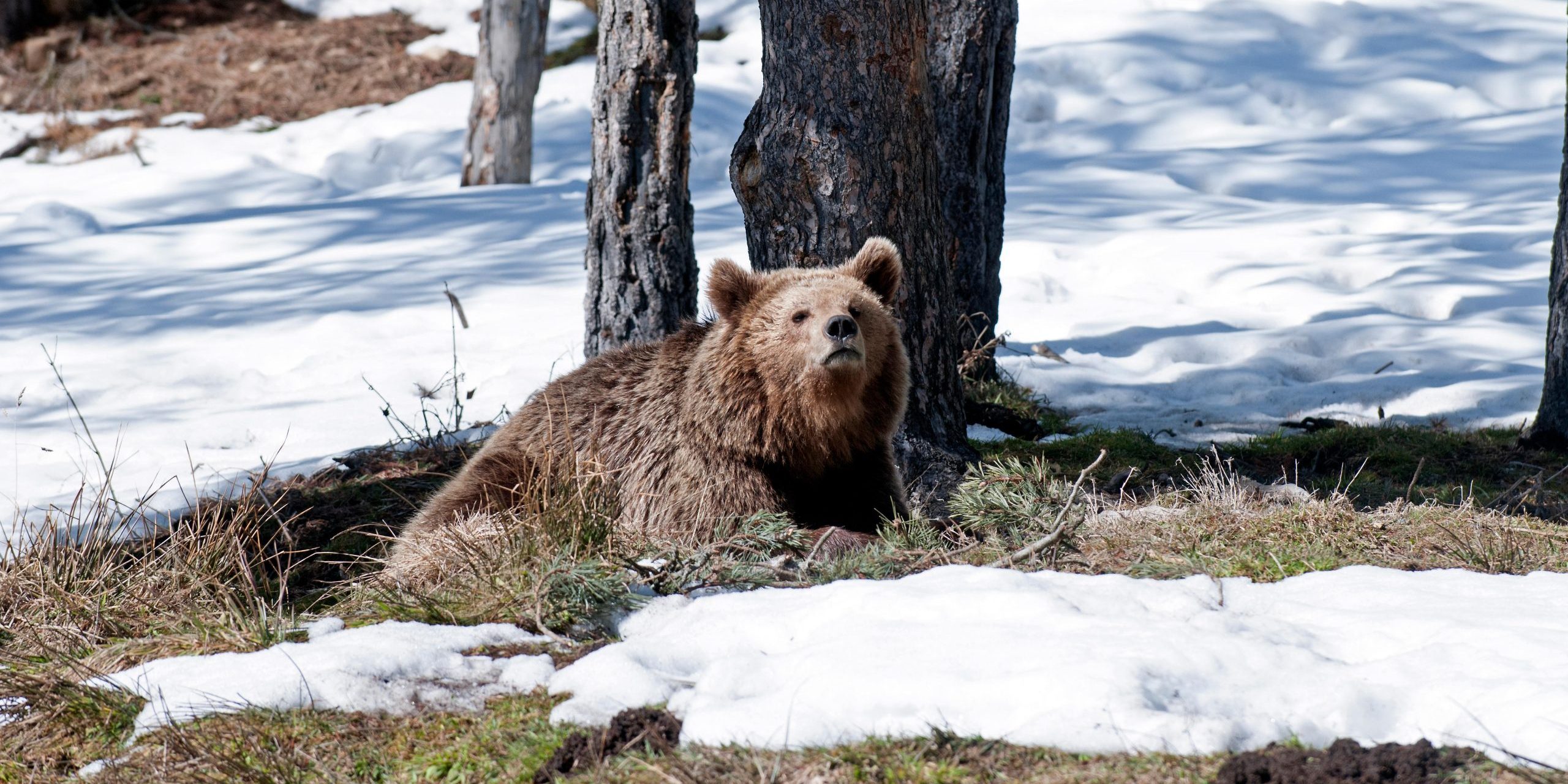 Troppo Caldo In Siberia Gli Orsi Bruni Non Riescono A Iniziare Il