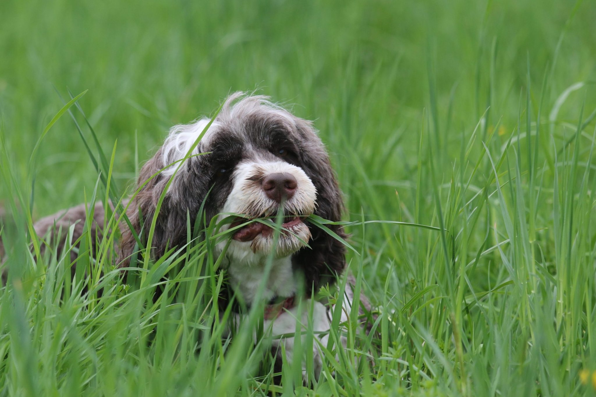 E' normale che i cani mangino l'erba? - News Petme